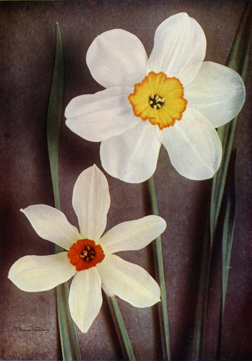 Daffodil by English Photographer