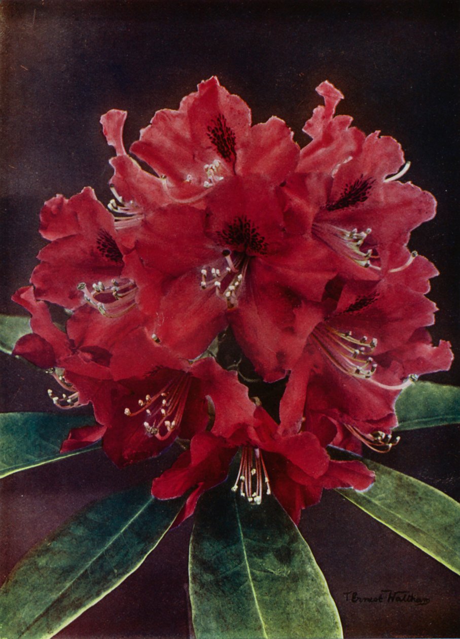 Doncaster by English Photographer