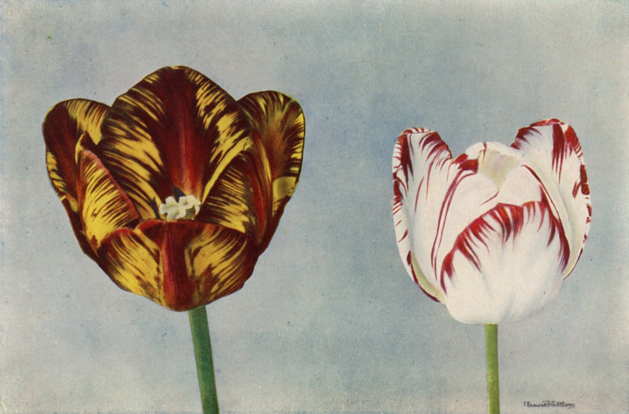 Dr Hardy and Mrs Collier by English Photographer
