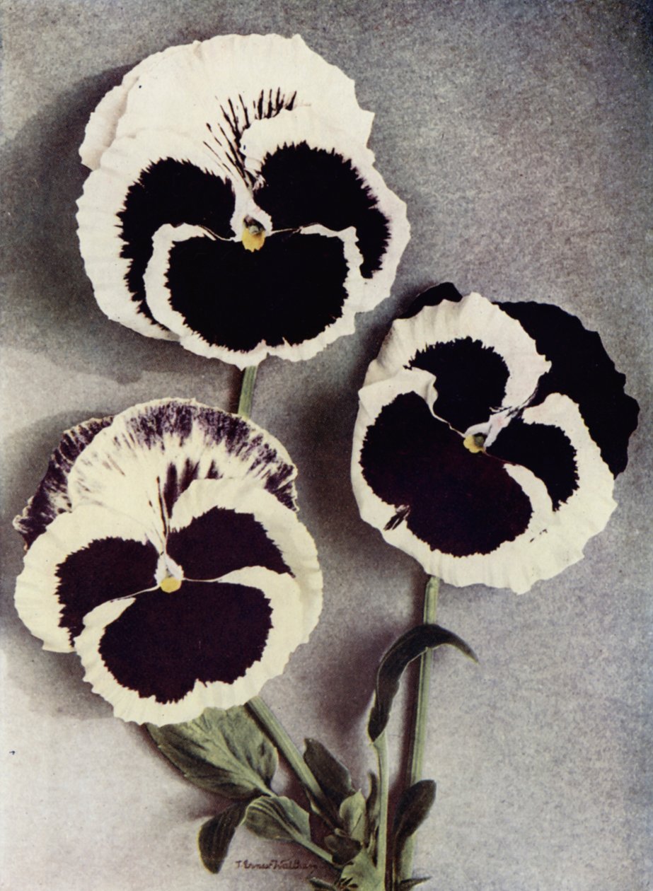 Fancy Pansies, Miss Neil, Mrs J Stewart, and Margaret Fife by English Photographer