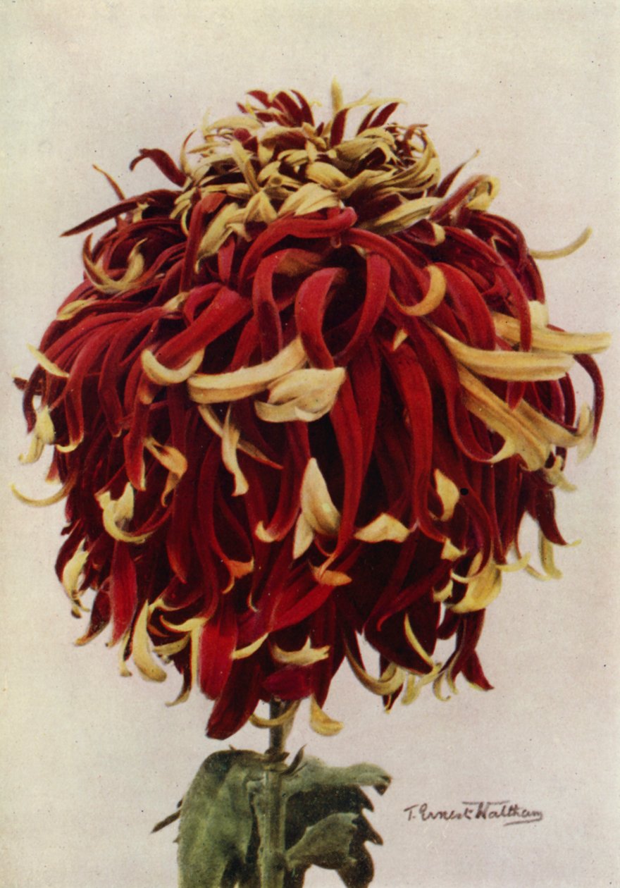 H C Till by English Photographer