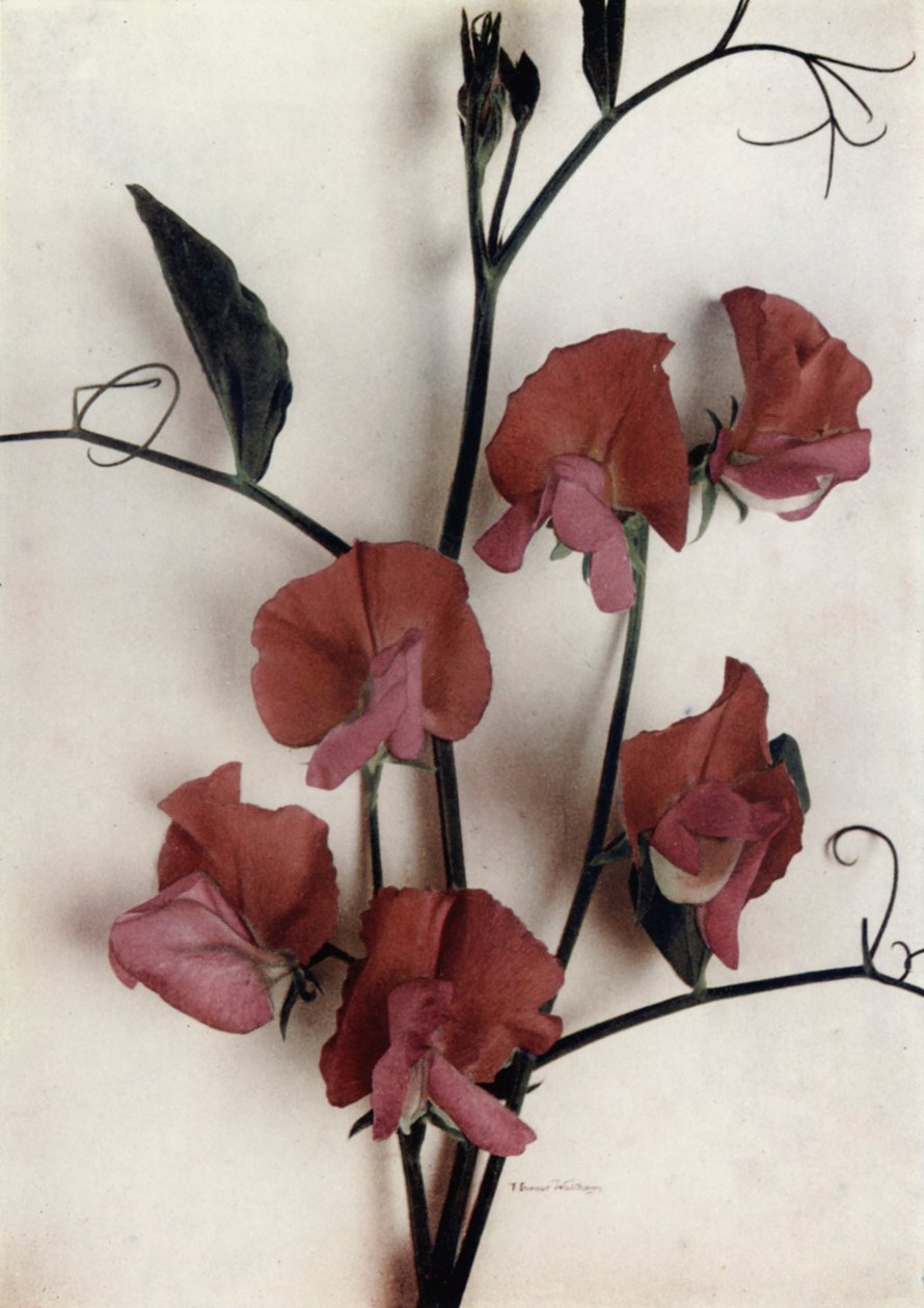 Helen Lewis by English Photographer