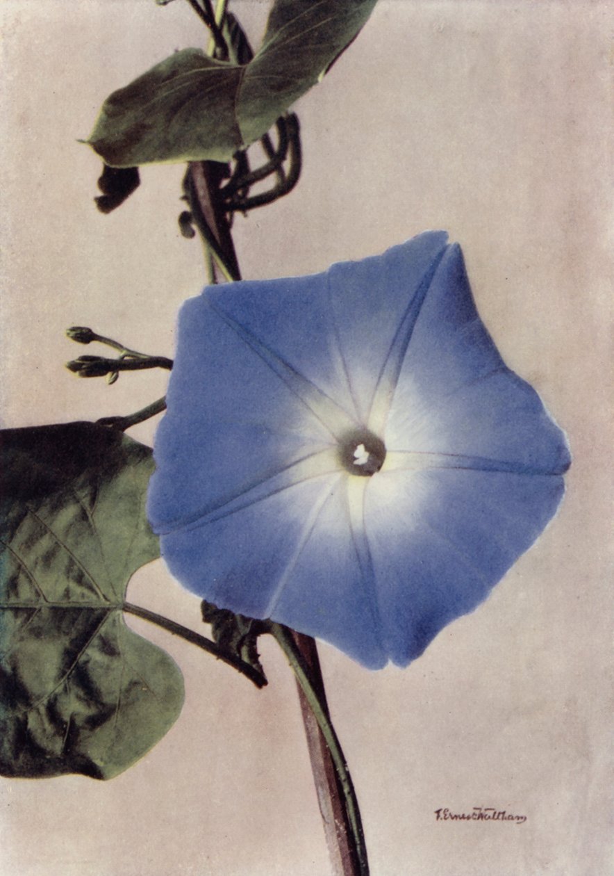 Ipomoea Rubro-Coerulea by English Photographer