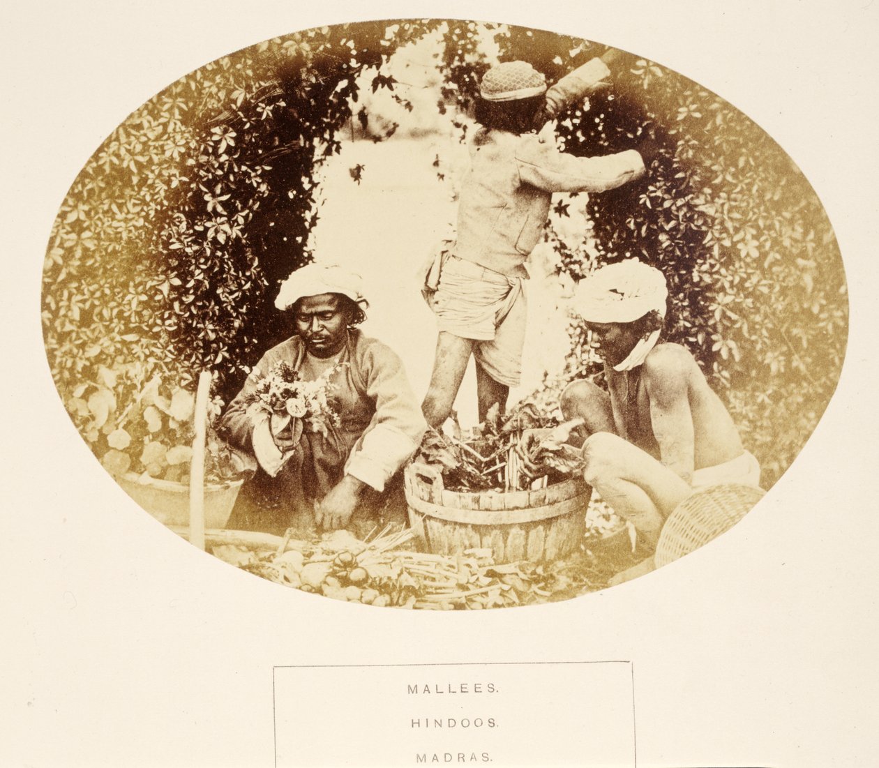 Mallees (Gardeners), Hindus, Madras, from The People of India, by J. Forbes Watson, published 1868 by English Photographer