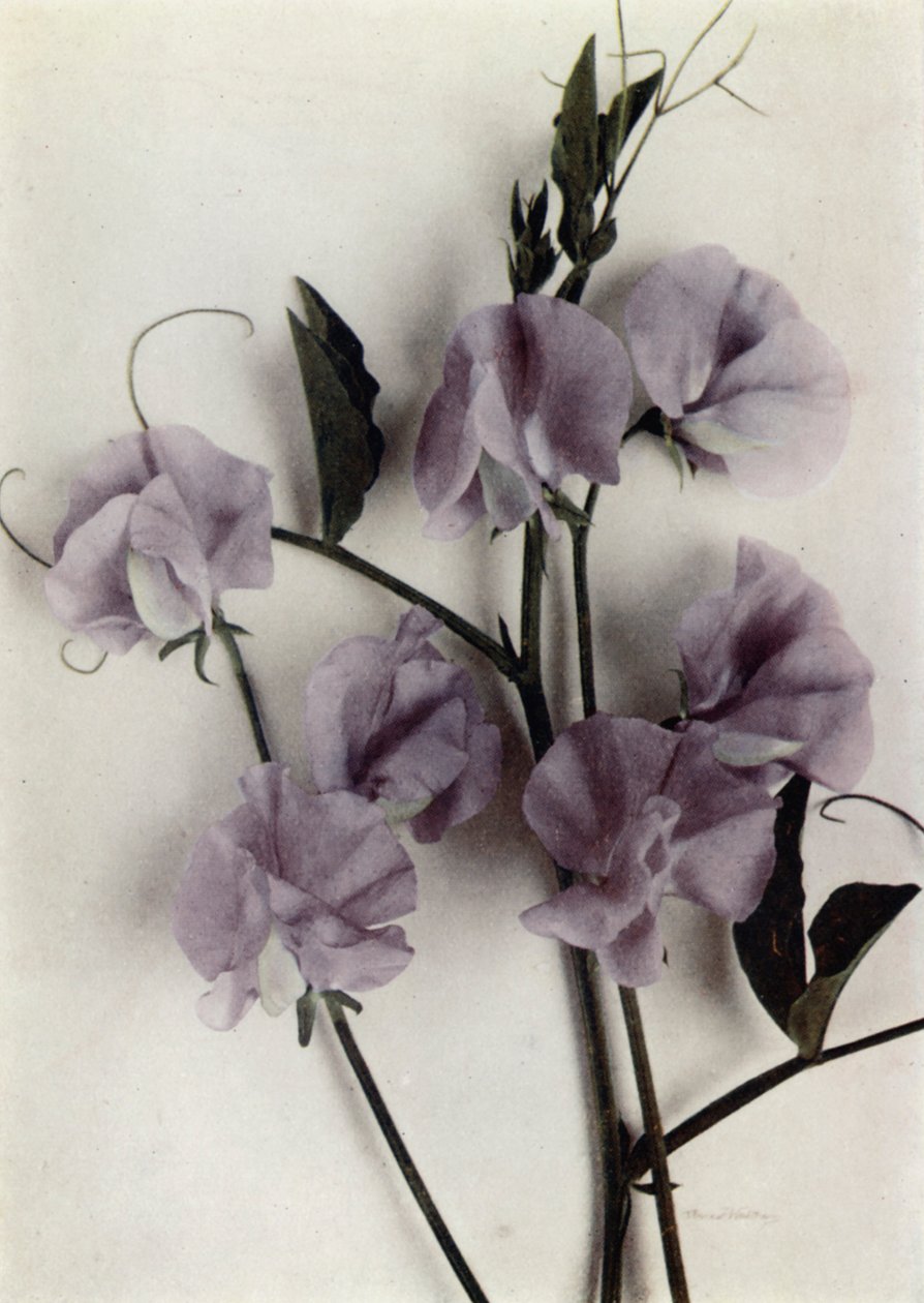 Masterpiece by English Photographer