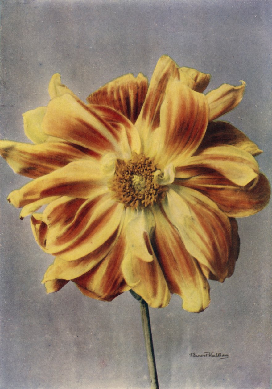 Paeony-Flowered Dahlia, The Geisha by English Photographer