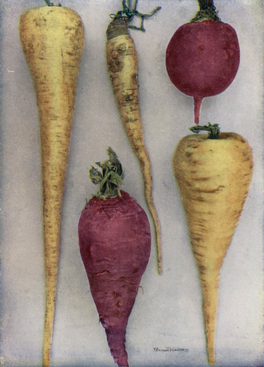 Parsnips and Beet by English Photographer