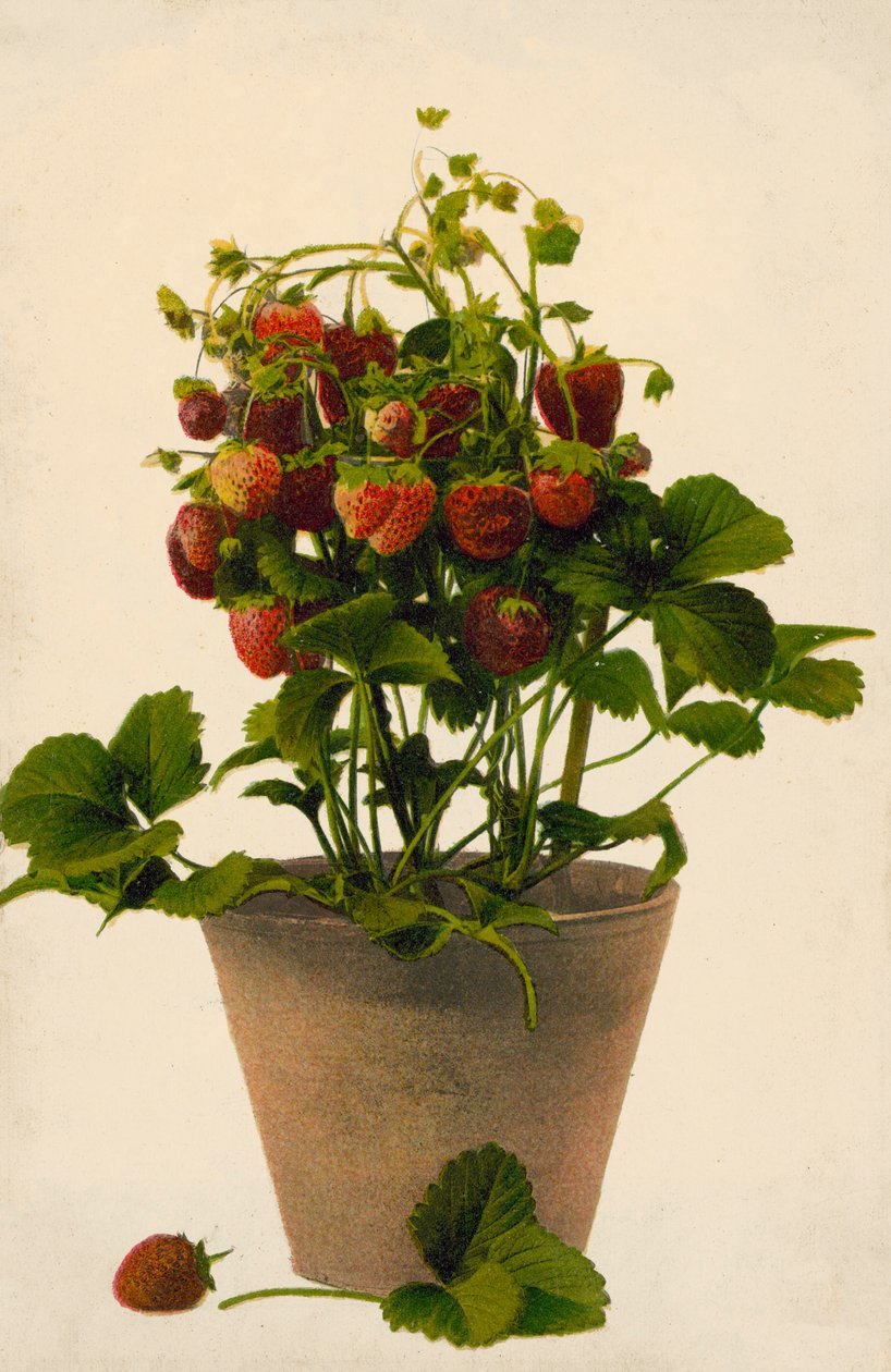 Strawberries in a Pot by English Photographer