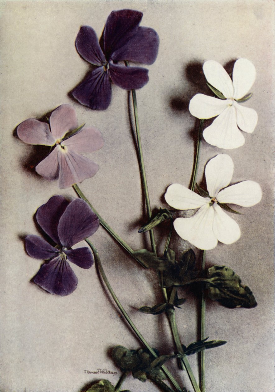 Three Varieties of Viola Cornuta by English Photographer