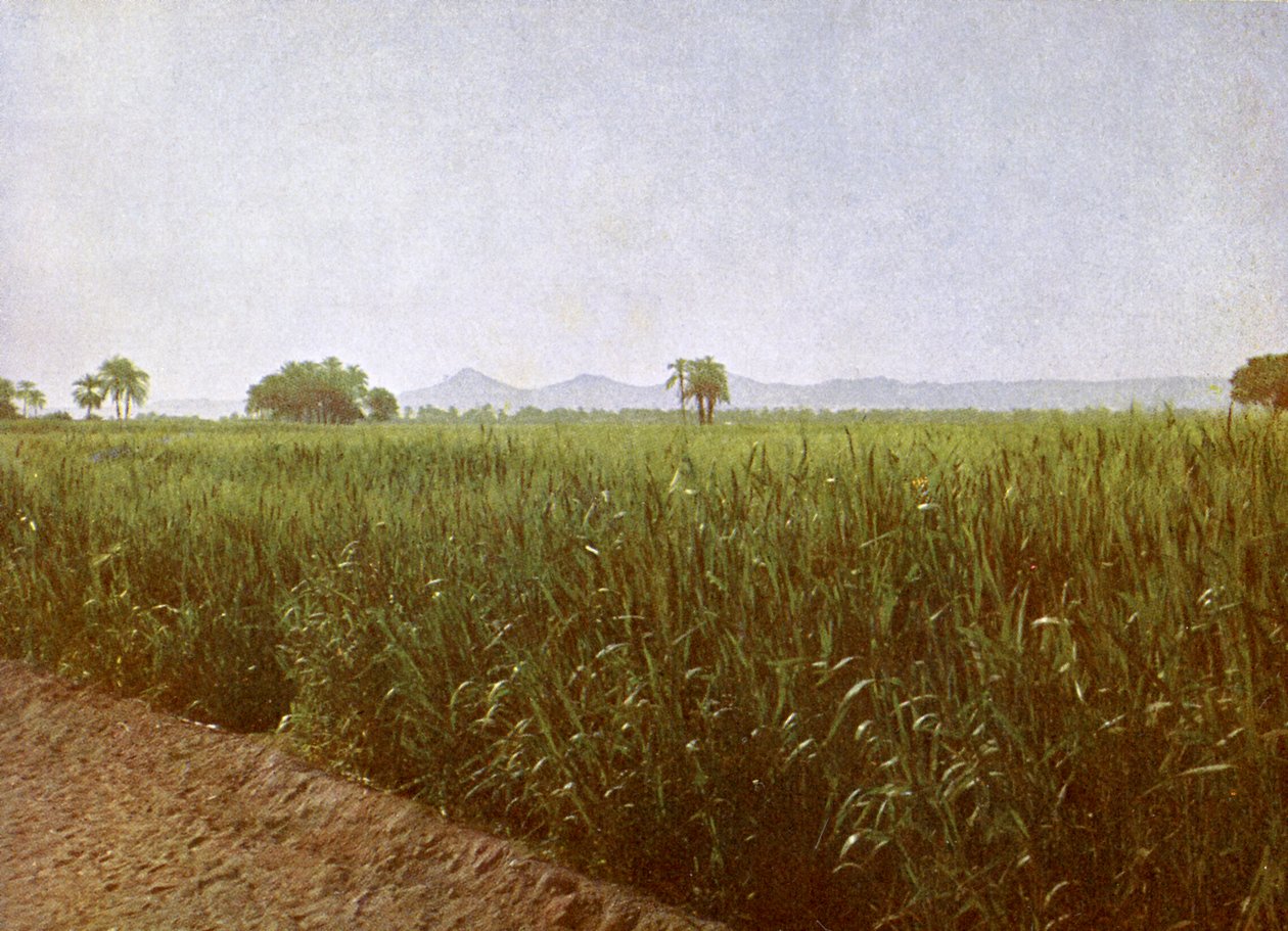 Wheat Field Near Luxor, Egypt by English Photographer