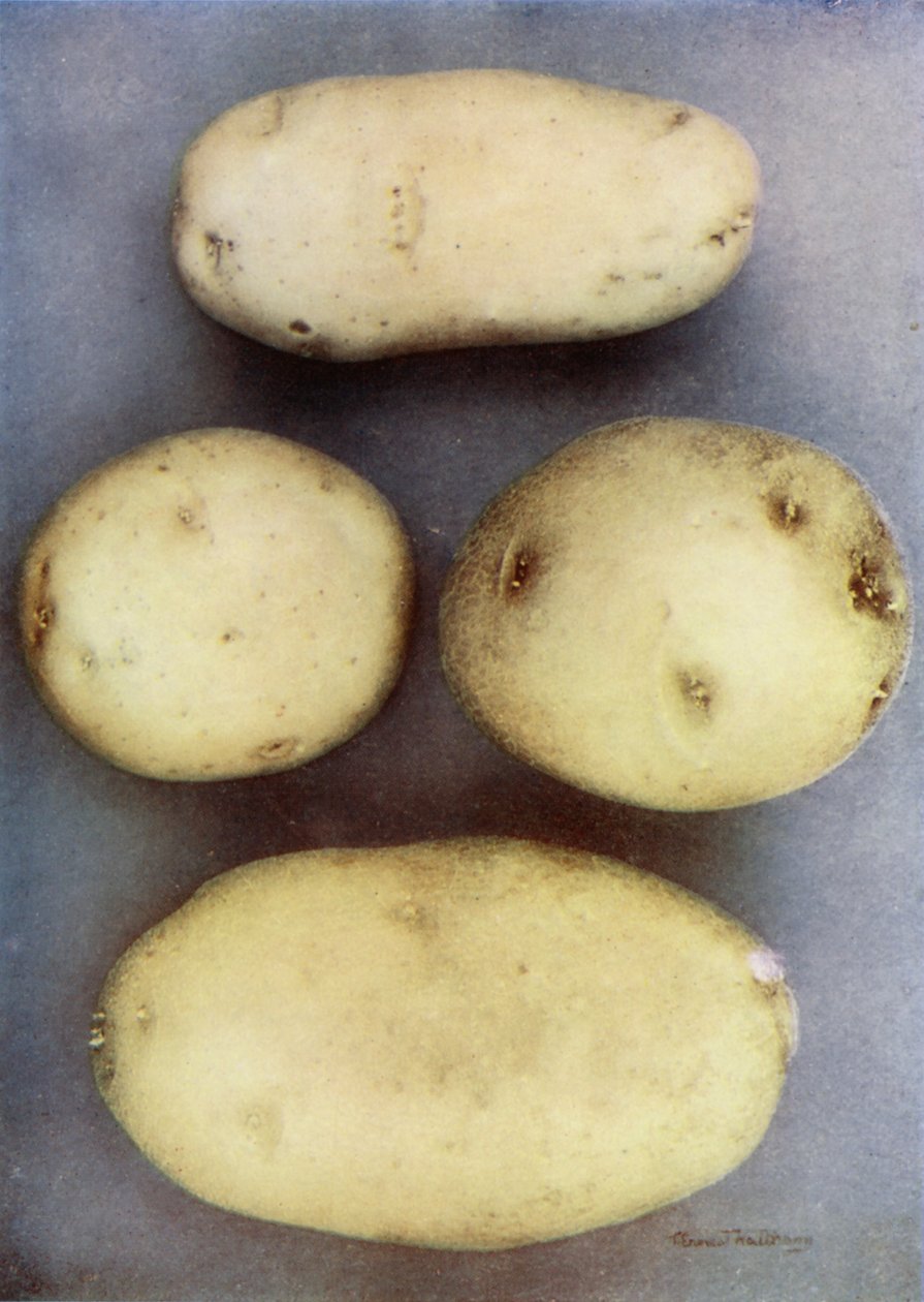 White Potatoes by English Photographer
