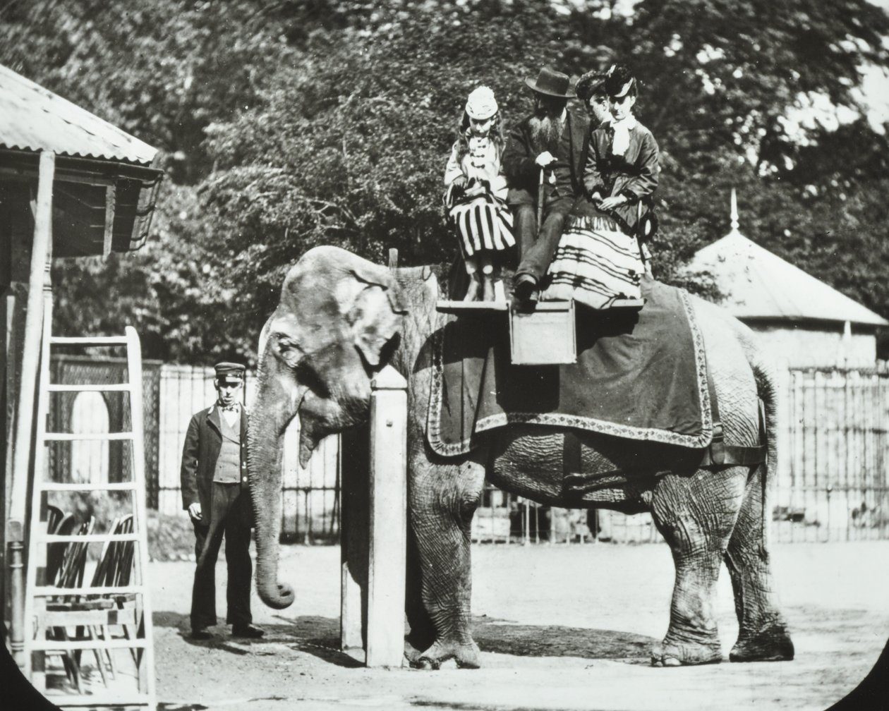 Zoological Gardens, Regents Park: Elephant with Adults and Children Having a Ride, London Zoo, 1894 by English Photographer