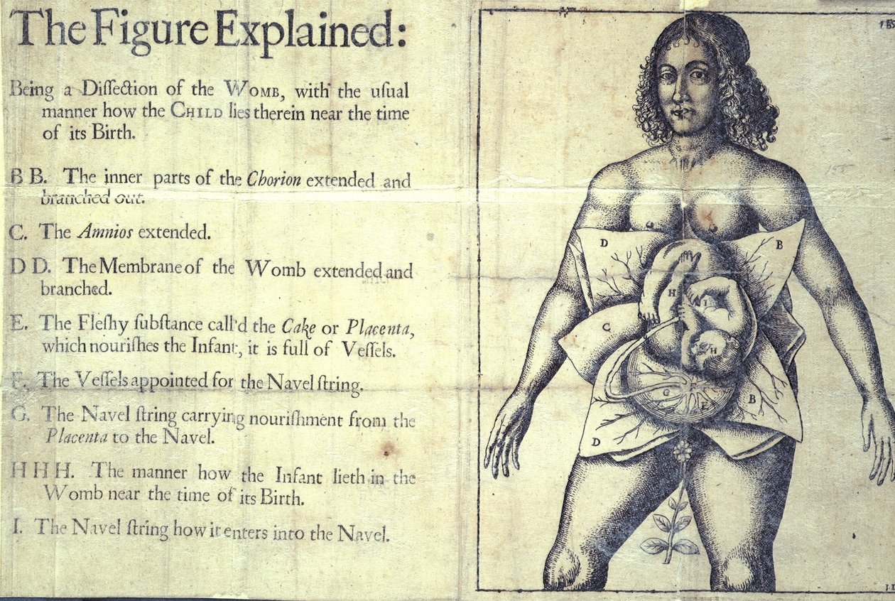 The Figure Explained by English School