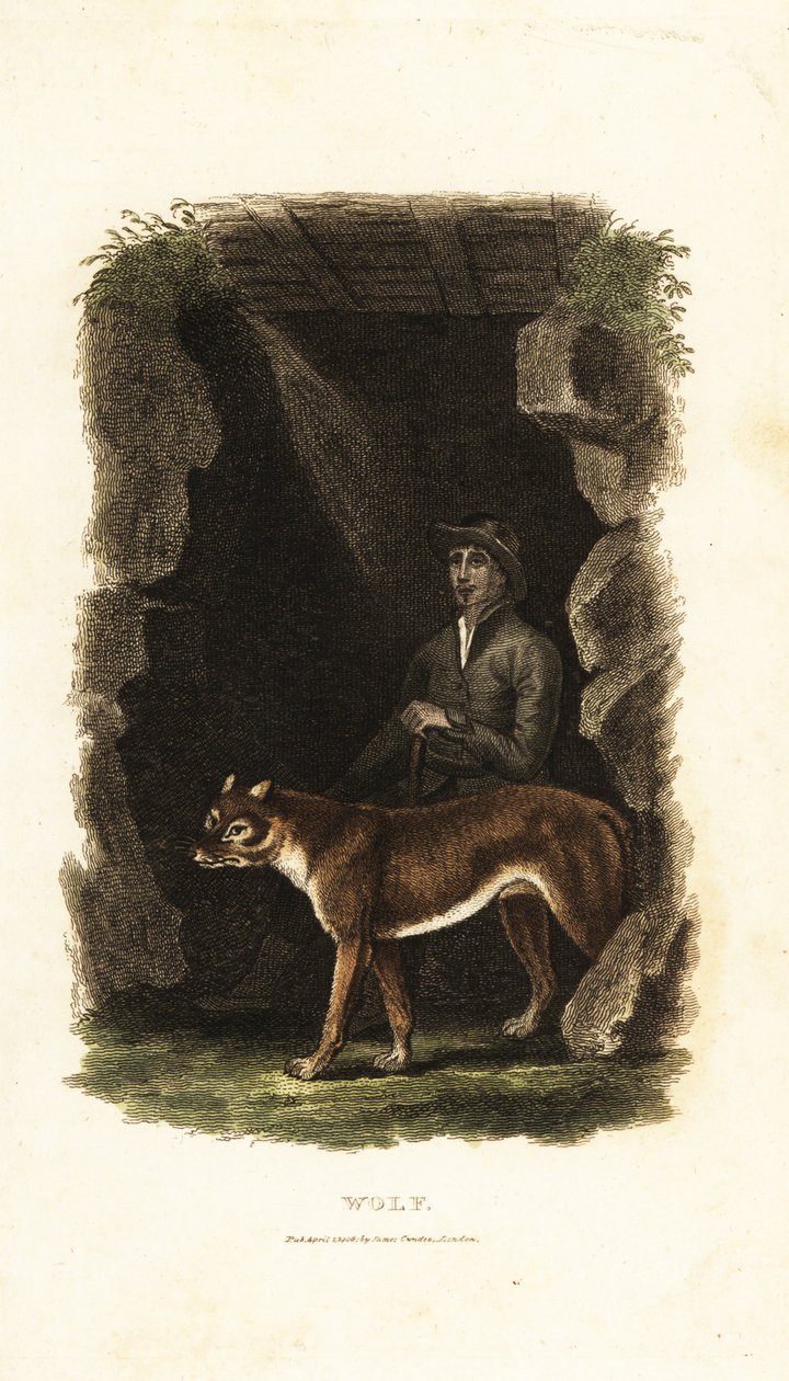 18th century English gentleman and his tame wolf, Canis lupus, in the entrance to a cave by English School
