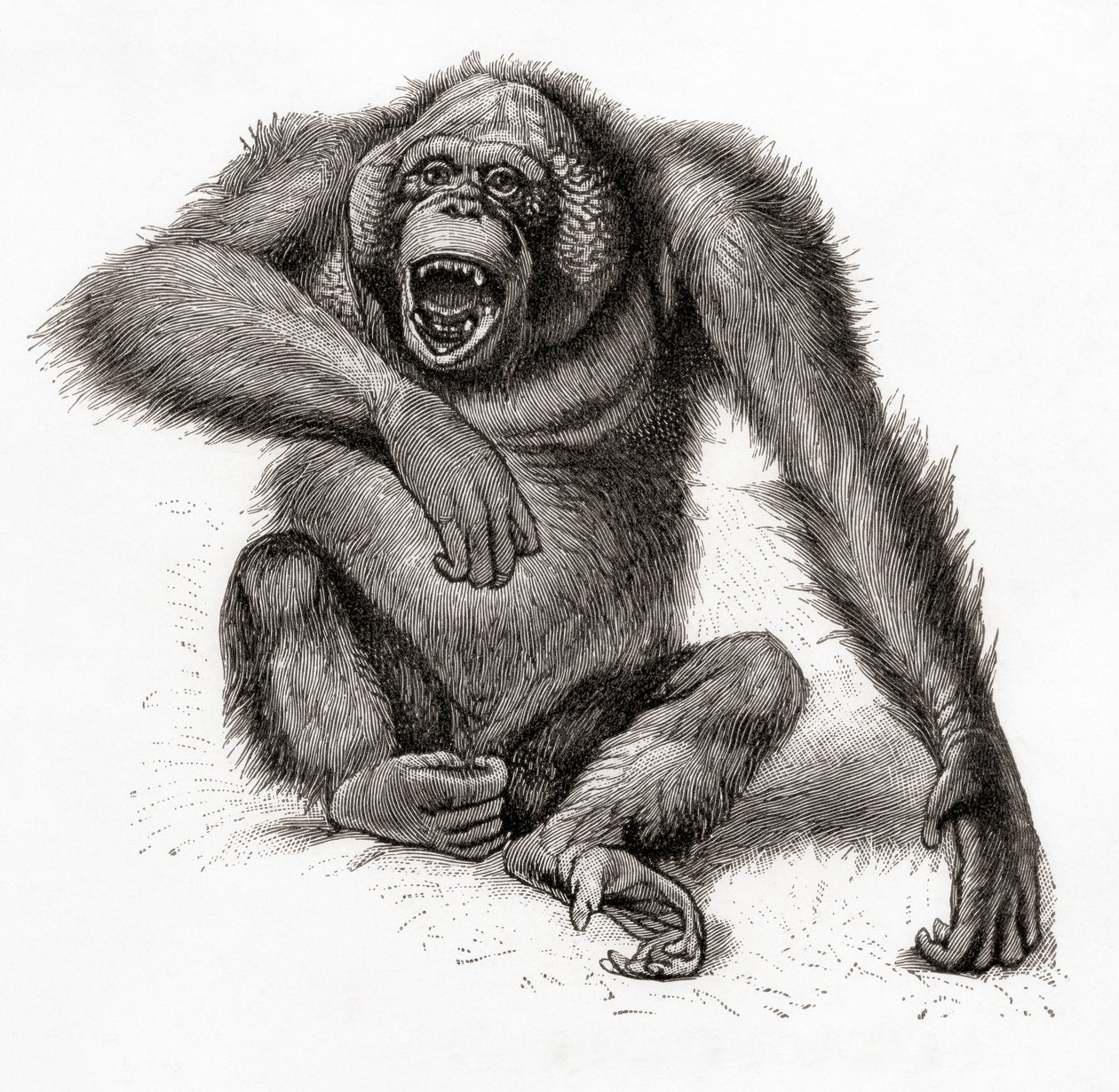 A Bornean Orangutan, Pongo Pygmaeus, Also Spelled Orang-utan, Orangutang, or Orang-utang. From Meyers Lexicon, Published 1924 by English School