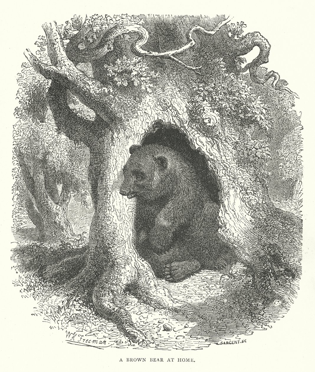 A Brown Bear at Home by English School