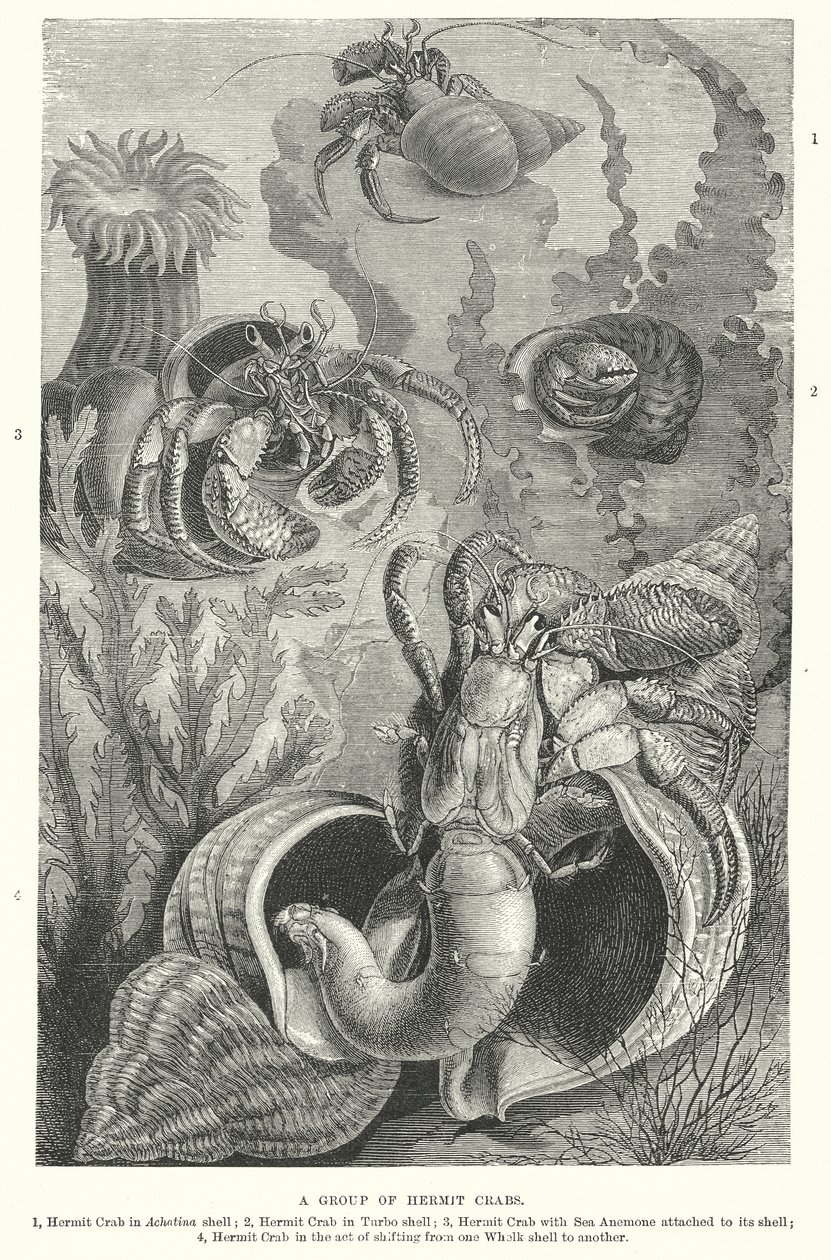 A Group of Hermit Crabs by English School