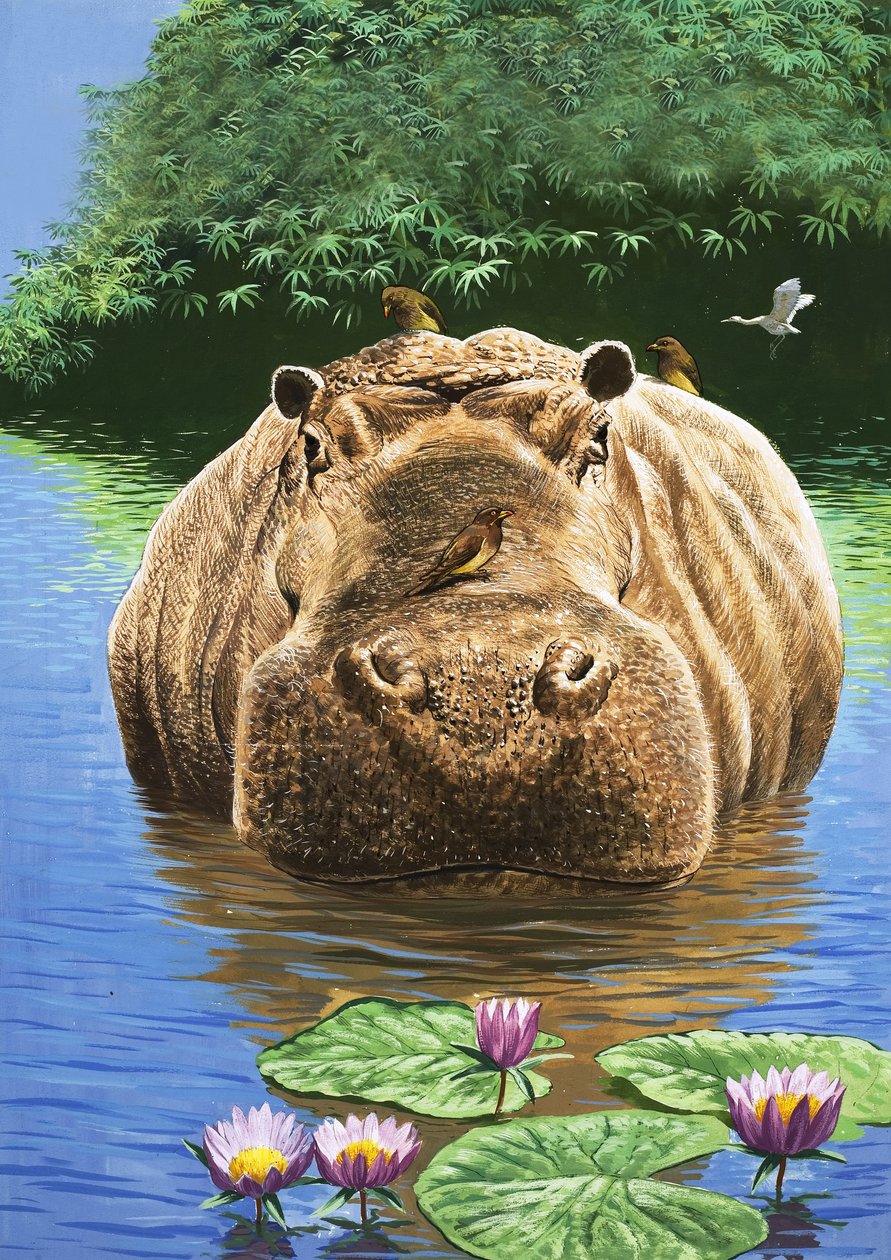 A Happy Hippo, Illustration from 
