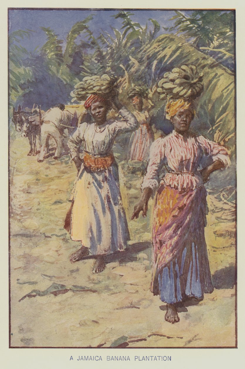 A Jamaica Banana Plantation by English School