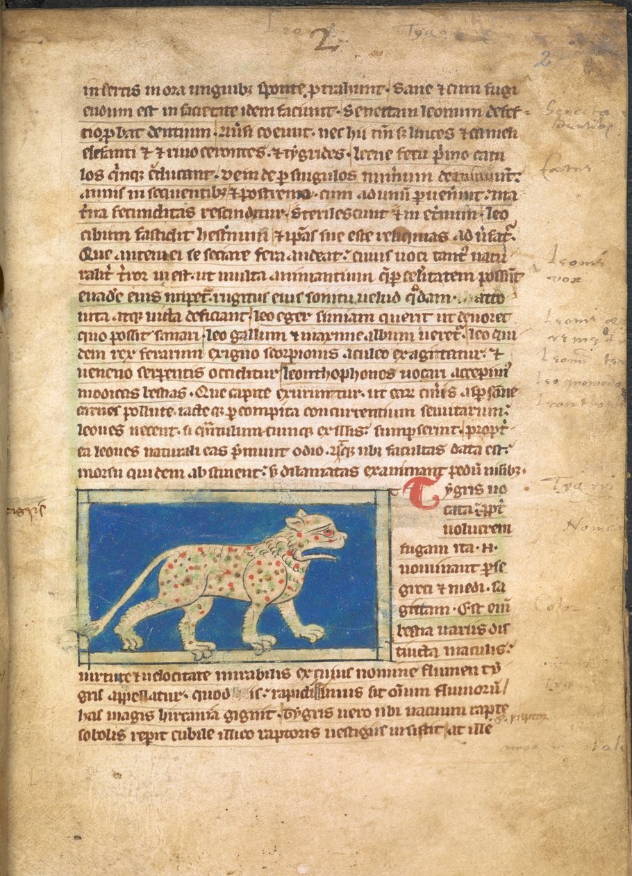 A Tiger, from Sloane 3544, f.2 by English School