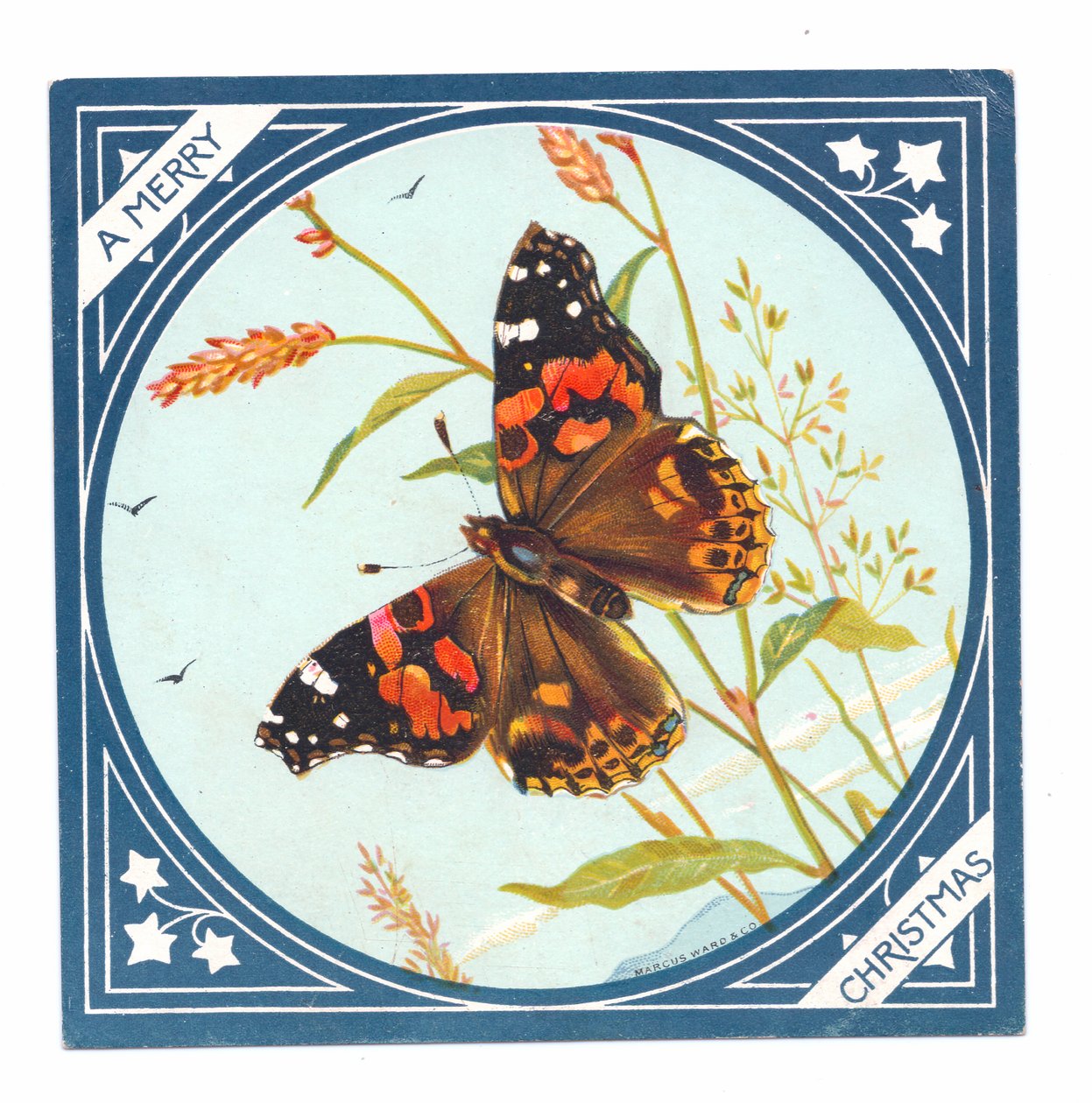 A Victorian Christmas Card of a Painted Lady Butterfly, c.1880 by English School