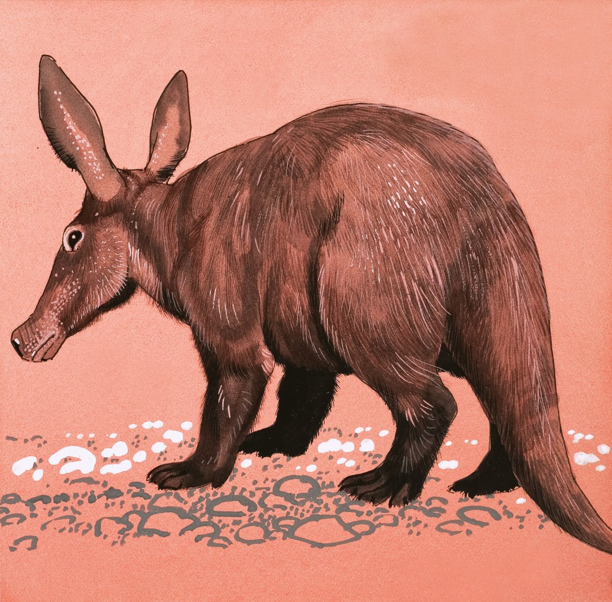 Aardvark by English School