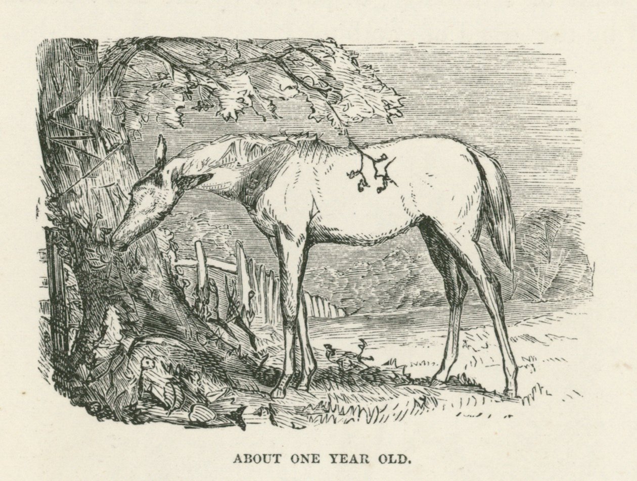 About One Year Old by English School