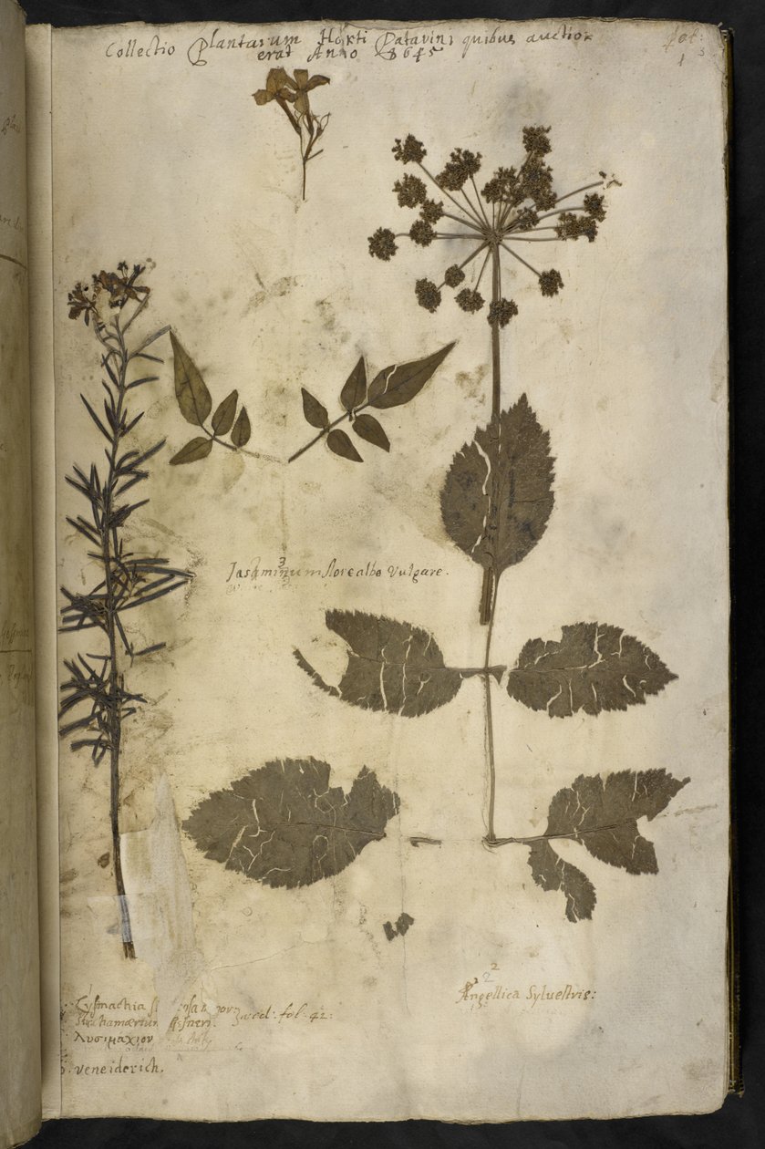 Dried Plant Specimen with Explanation, from the 