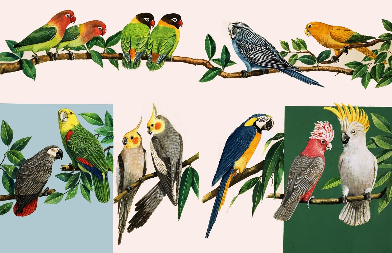 All sorts of Pretty Parrots (illustration) by English School