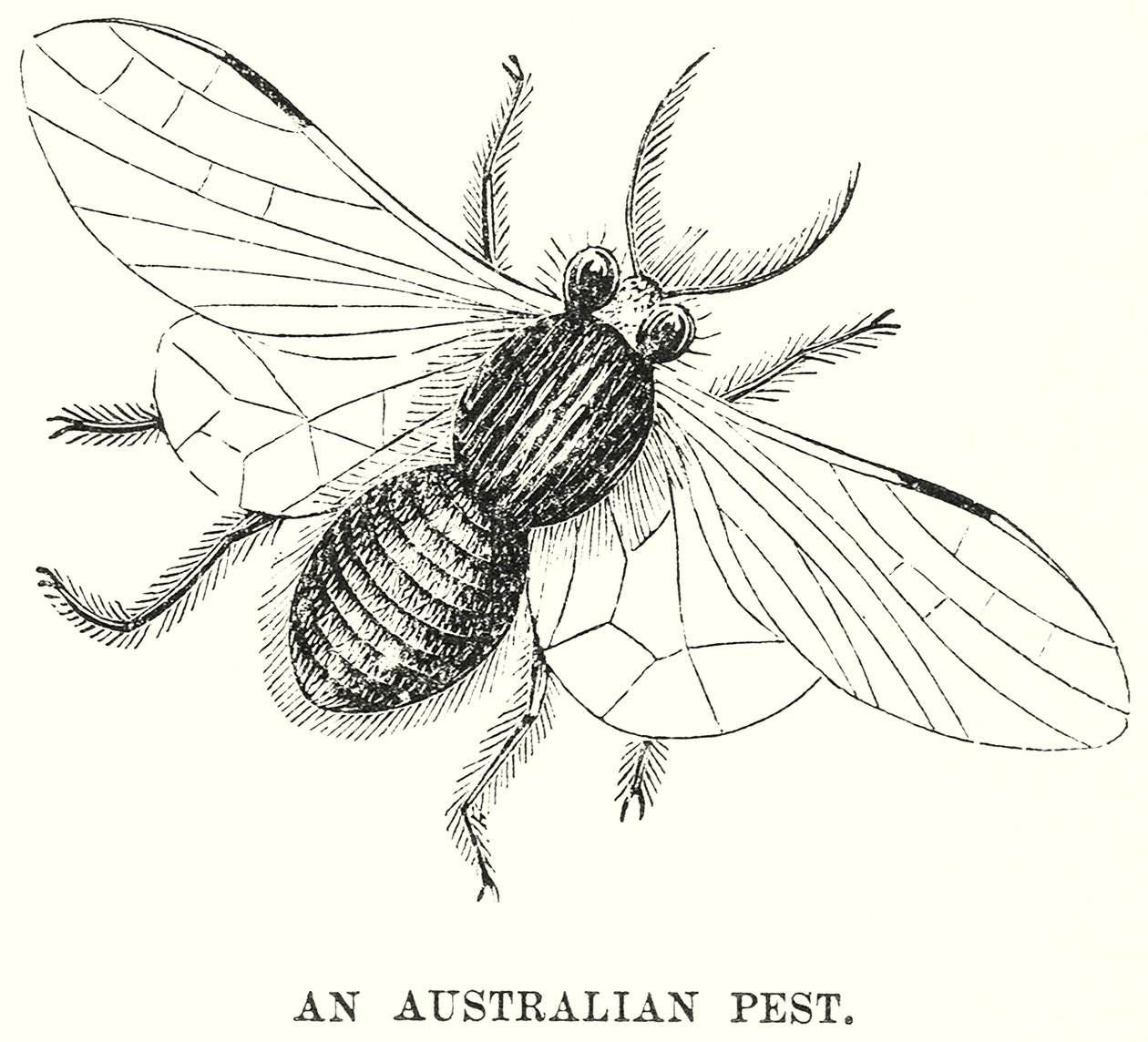 An Australian Pest by English School