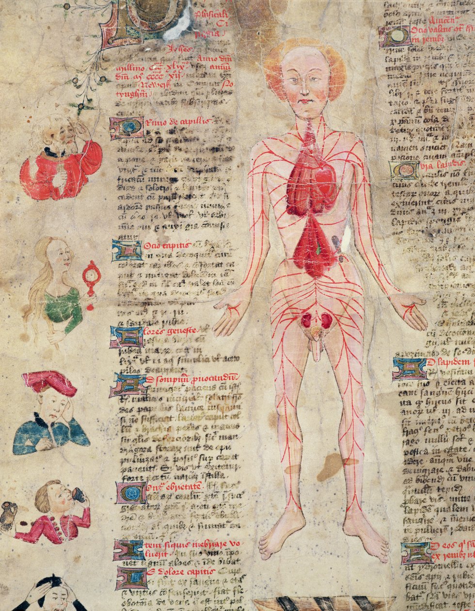 Anatomical diagram, from De arte phisicali e de cirugia by John Arderne by English School