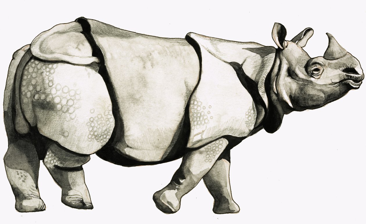 Ancient Rhinoceros by English School