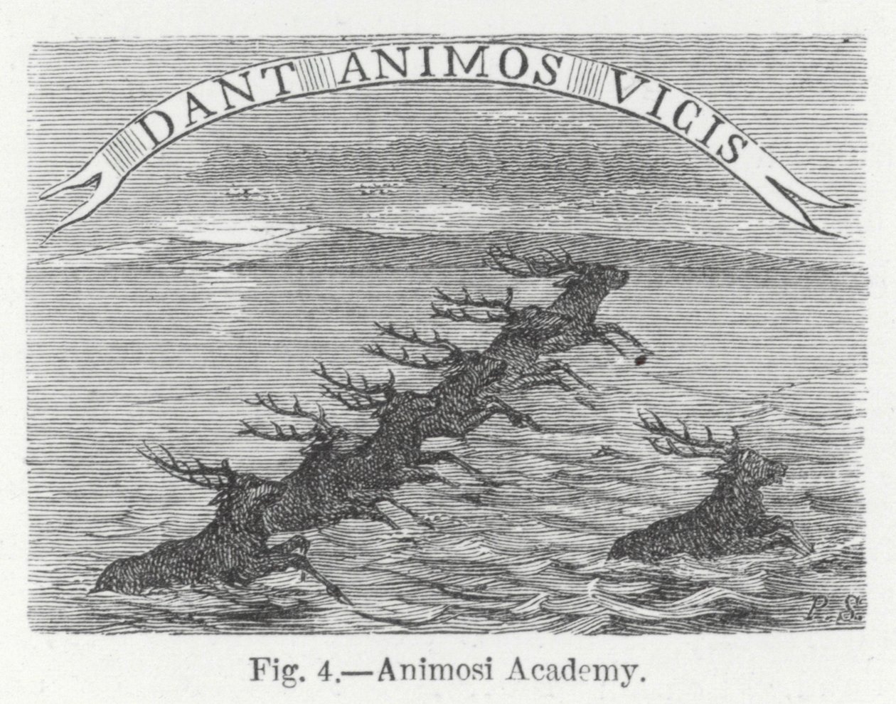 Animosi Academy by English School