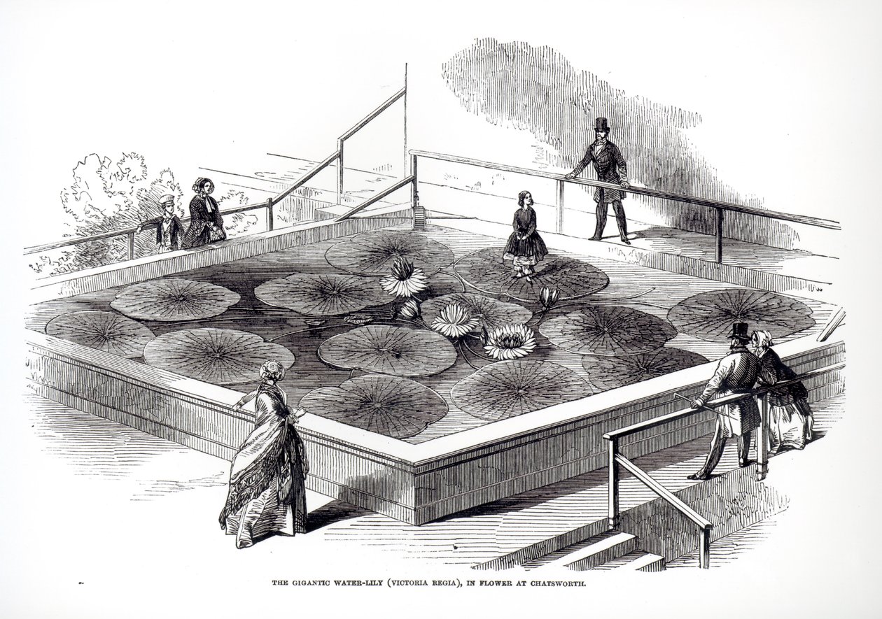 Annie Paxton on the Victoria regia waterlily in the Great Conservatory at Chatsworth, 1849 by English School