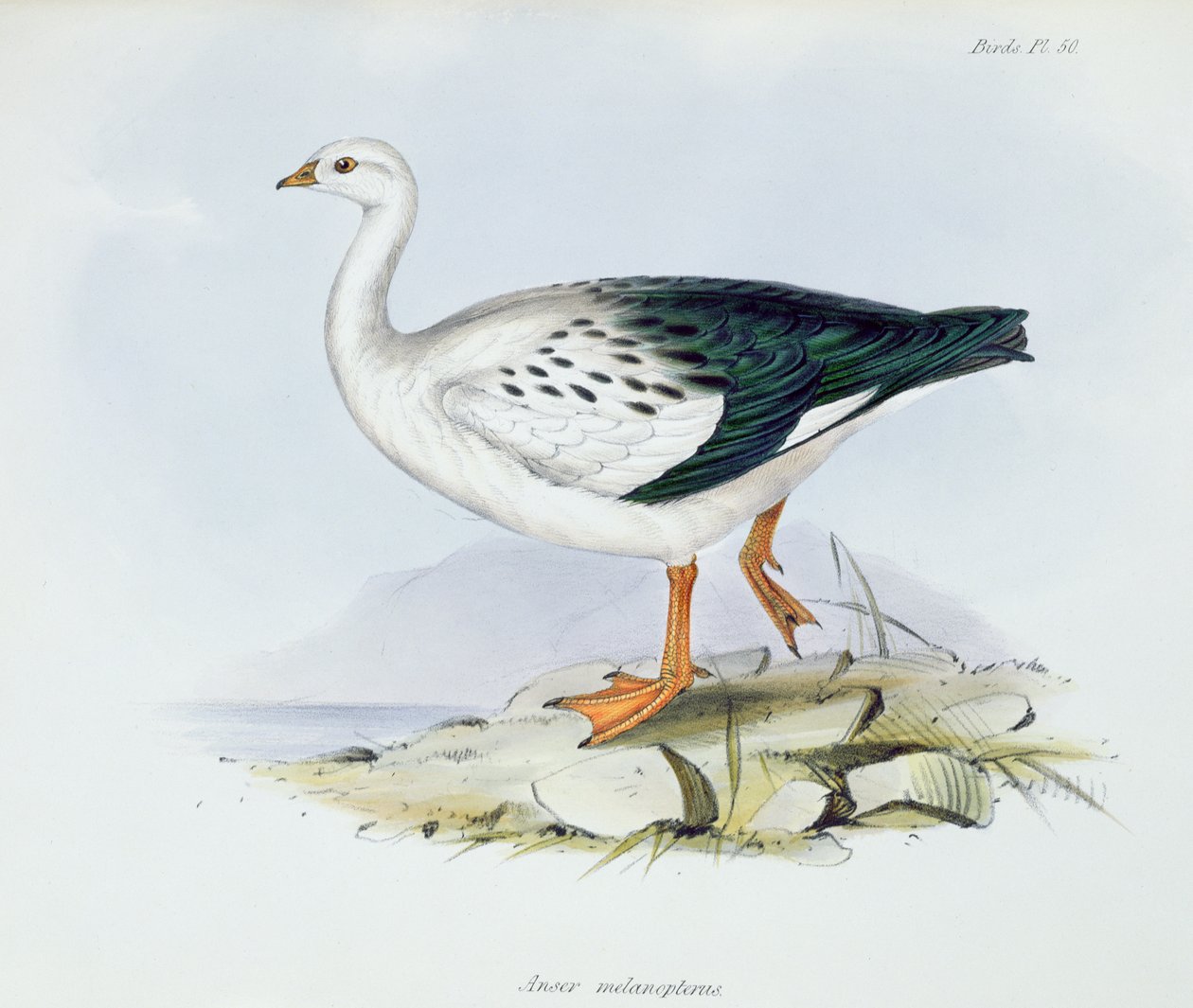 Anser Melanopterus, from The Zoology of the Voyage of H.M.S. Beagle, 1832-36 by Charles Darwin, 1840 by English School