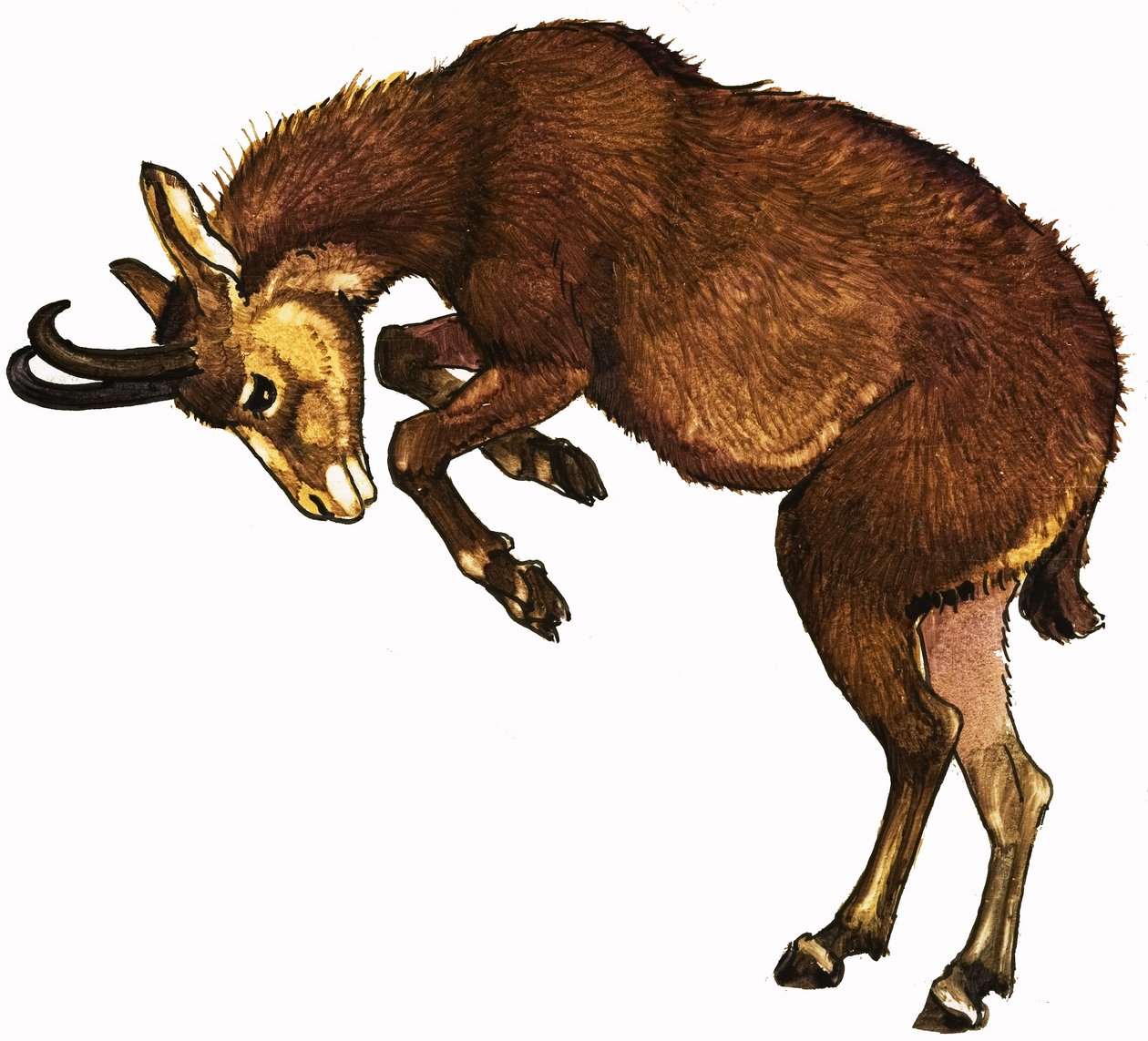 Antelope by English School