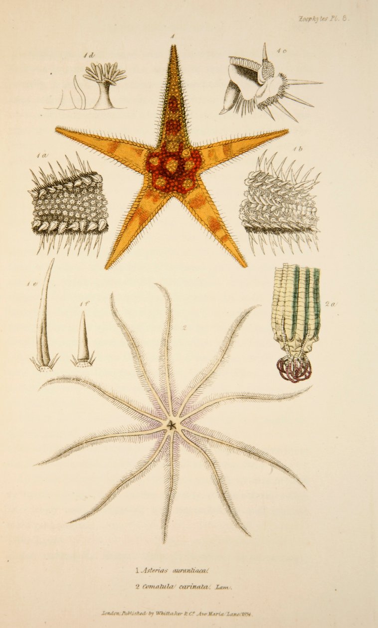 Asterias aurantiaca and Comatula carinata, pub. 1833 by English School
