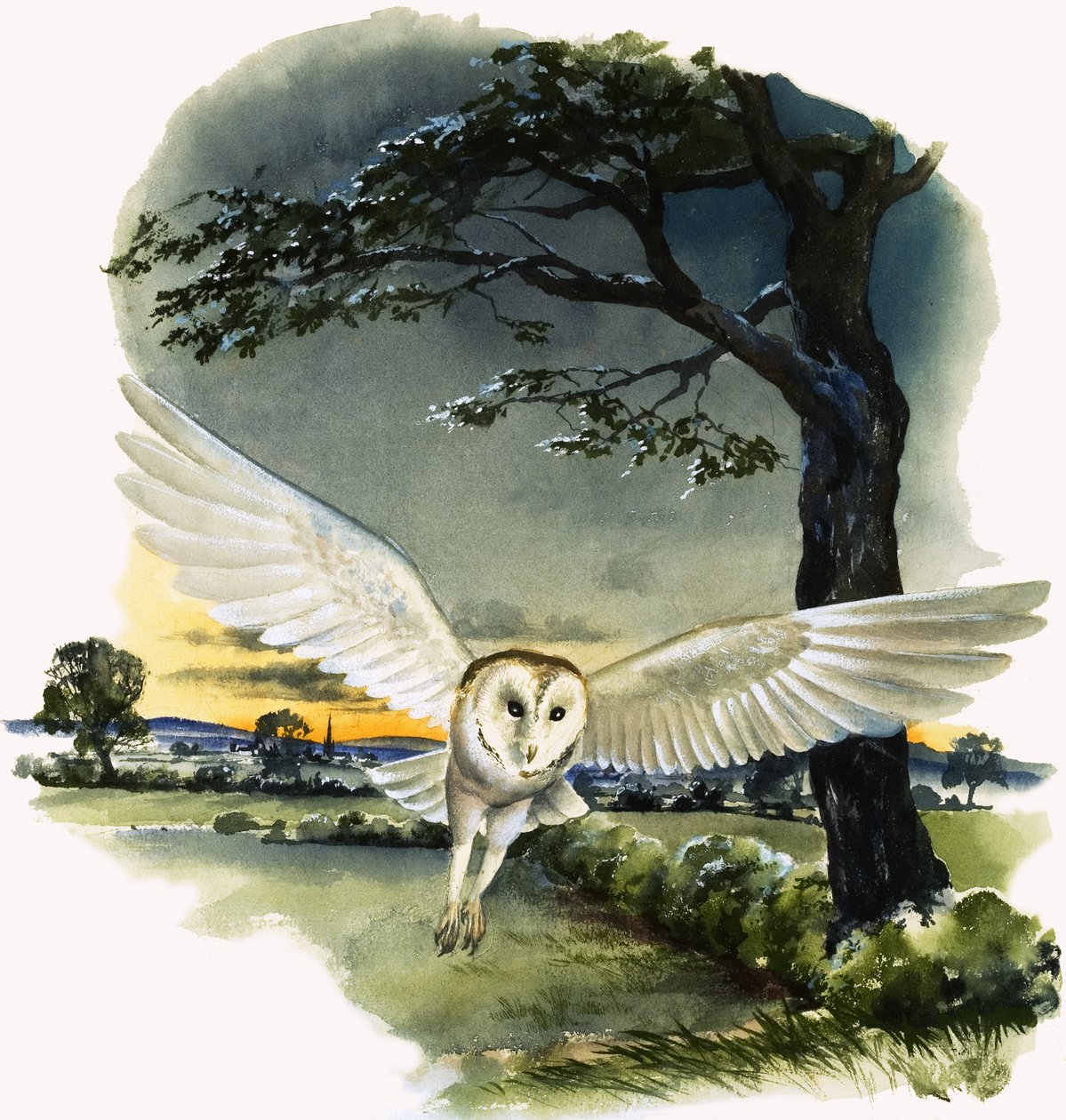 Barn Owl in Flight by English School