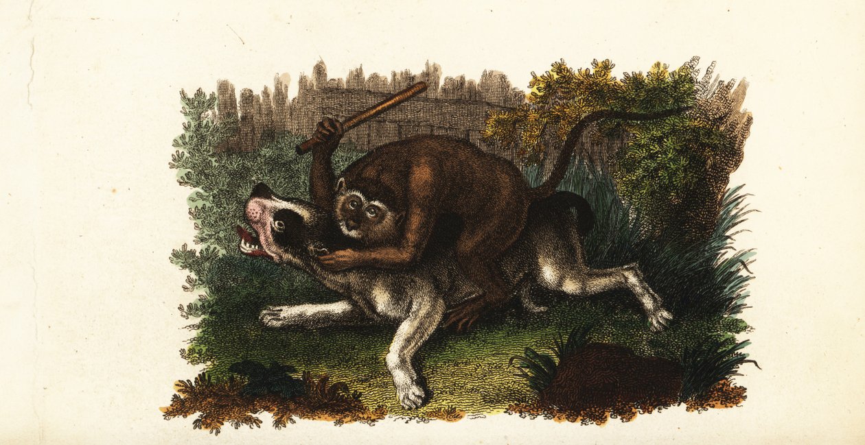 Battle Between a Bulldog and Jack, a Cingalese Monkey, in Worcester, England by English School