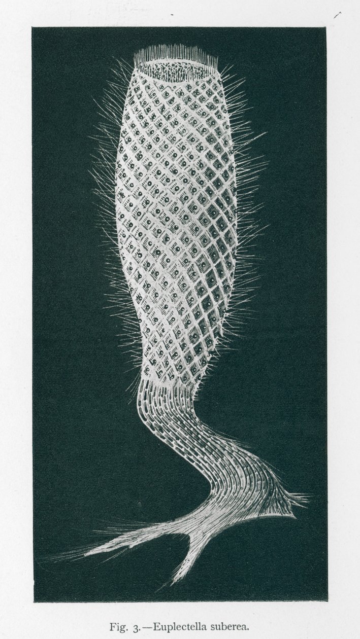 Beauties of Nature: Euplectella Suberea by English School