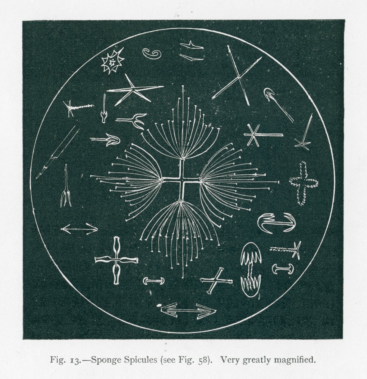 Beauties of Nature: Sponge Spicules by English School