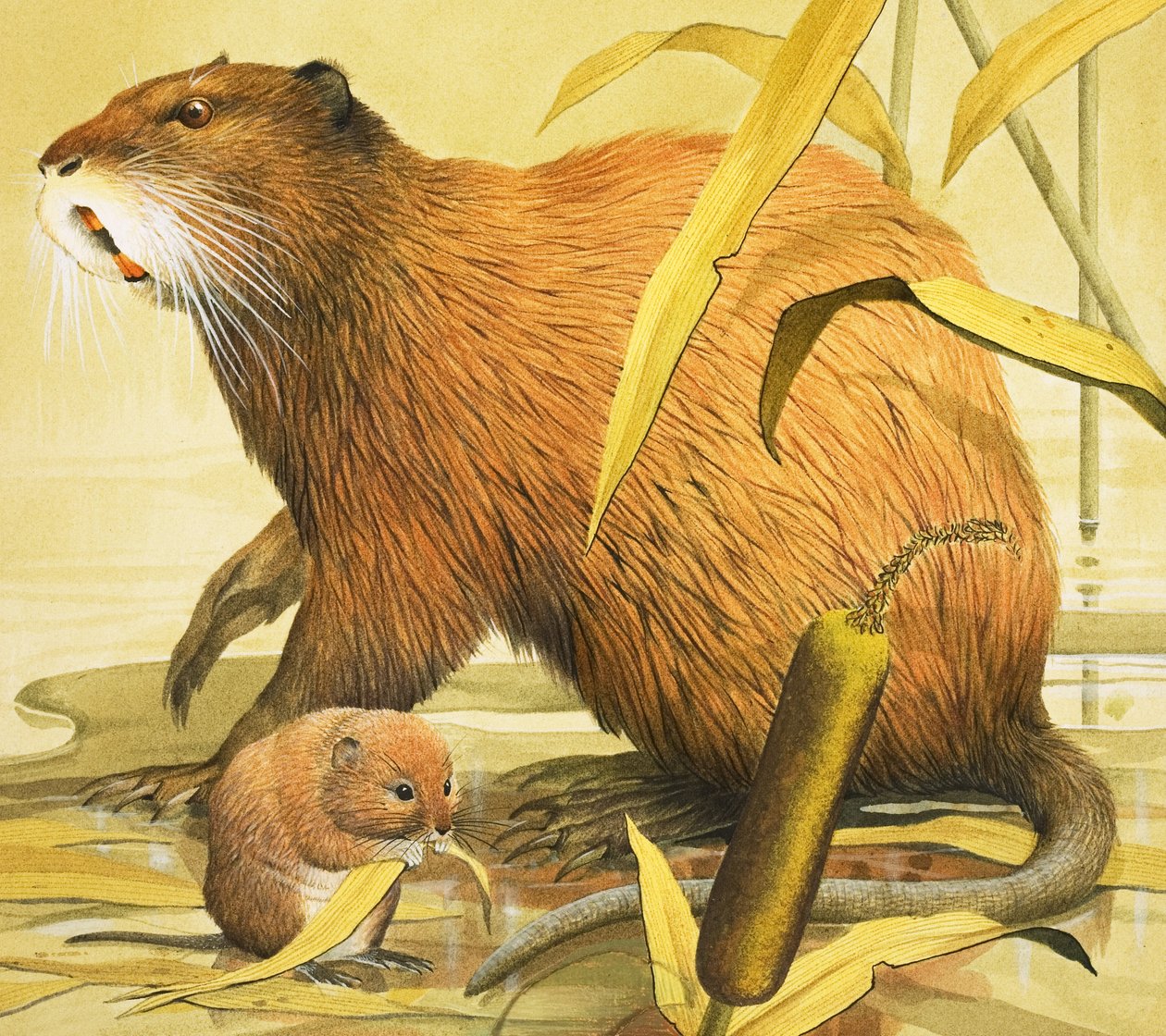 Beautiful Rodents by English School
