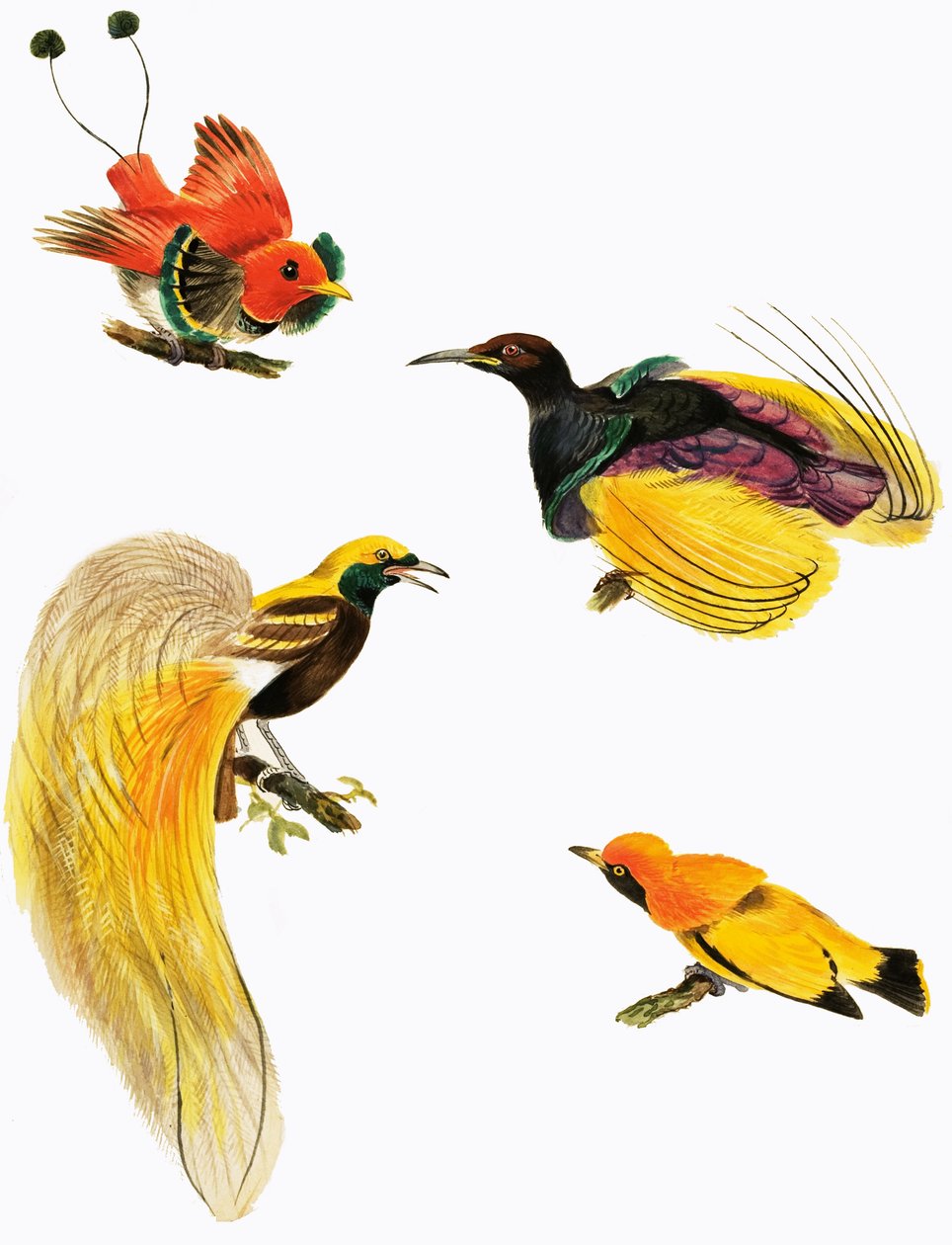 Birds of Paradise by English School