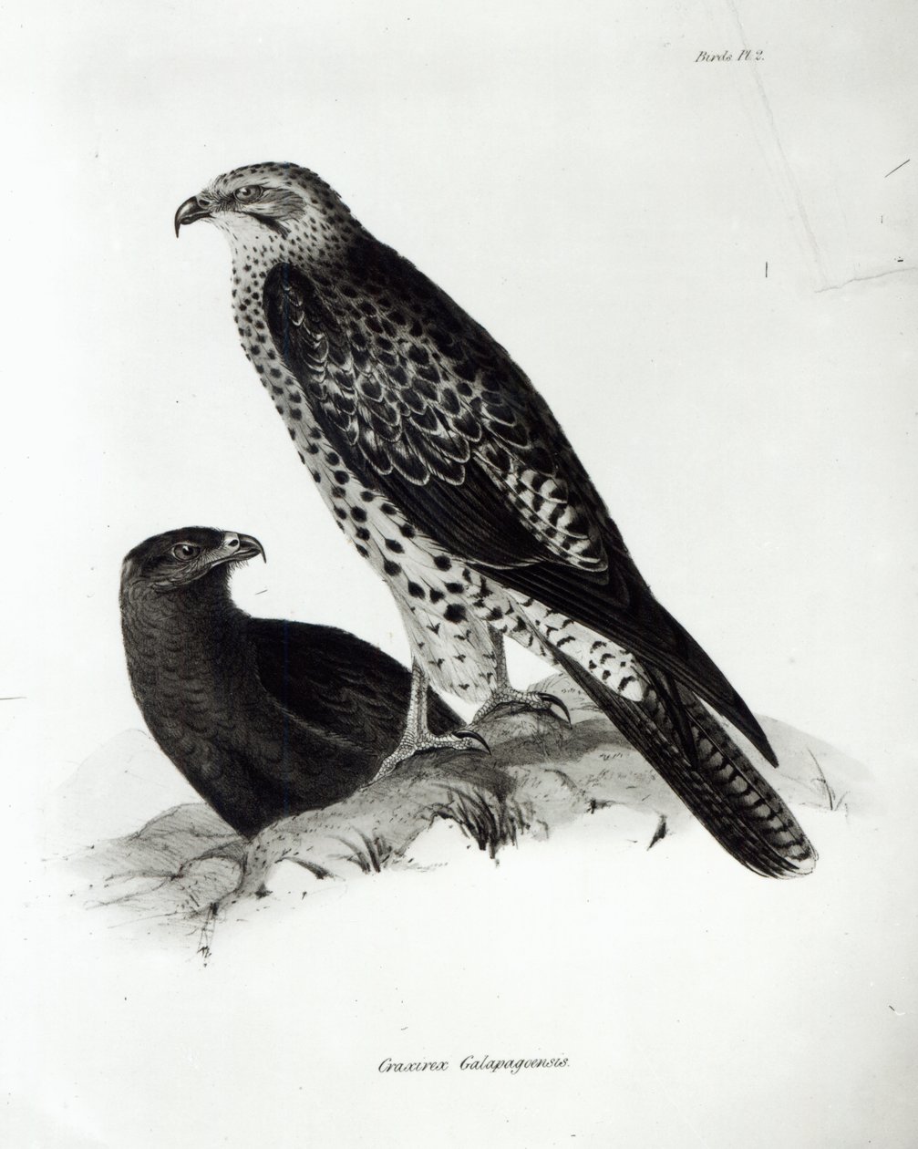 Birds of Prey, plate 2 from 