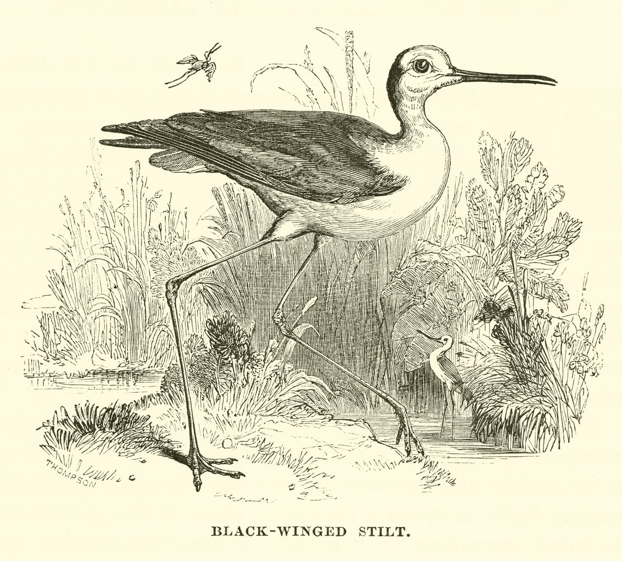Black-Winged Stilt by English School