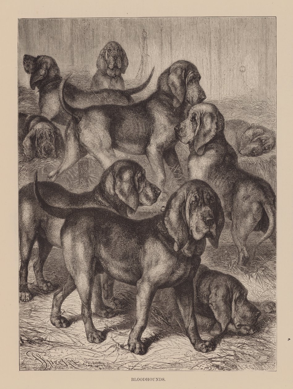 Bloodhounds by English School