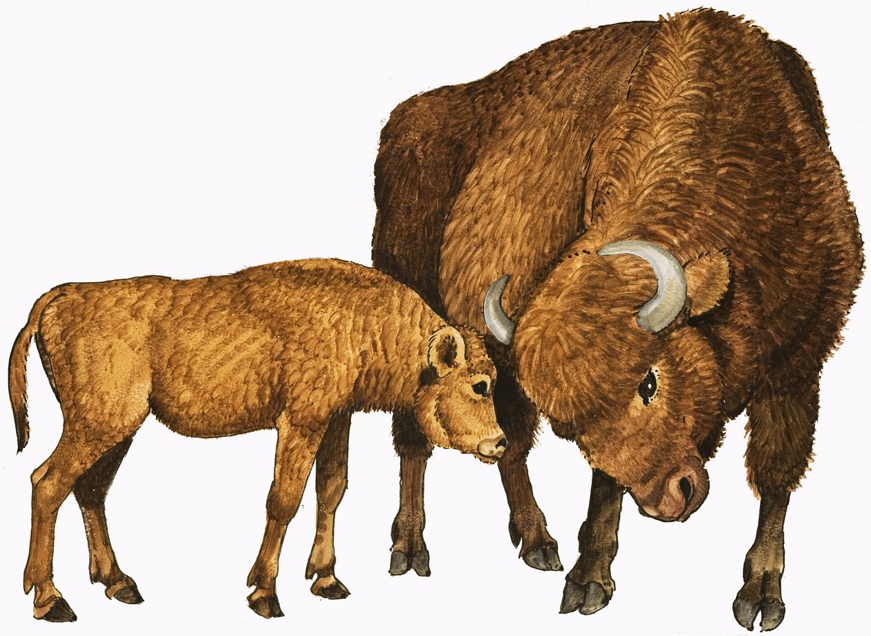 Buffalo and Calf by English School