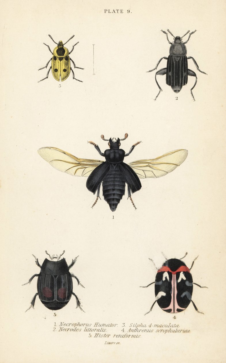 Burying beetle, Nicrophorus humator, carrion beetles, Necrodes littoralis, Dendroxena quadrimaculata, carpet beetle, Anthrenus scrophulariae, and Hister quadrimaculatus var by English School