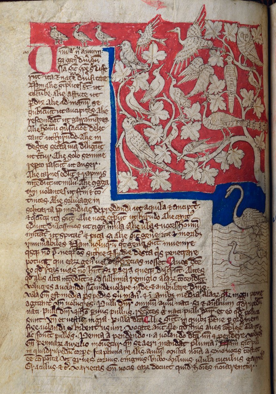 Birds, from Bestiary by English School