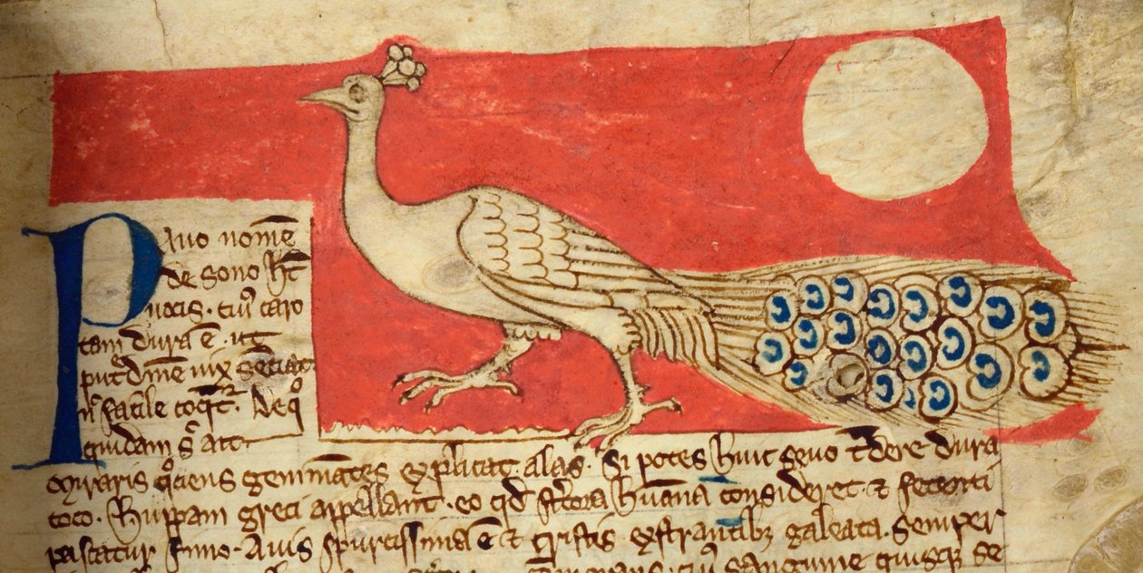 Peacock, from Bestiary by English School